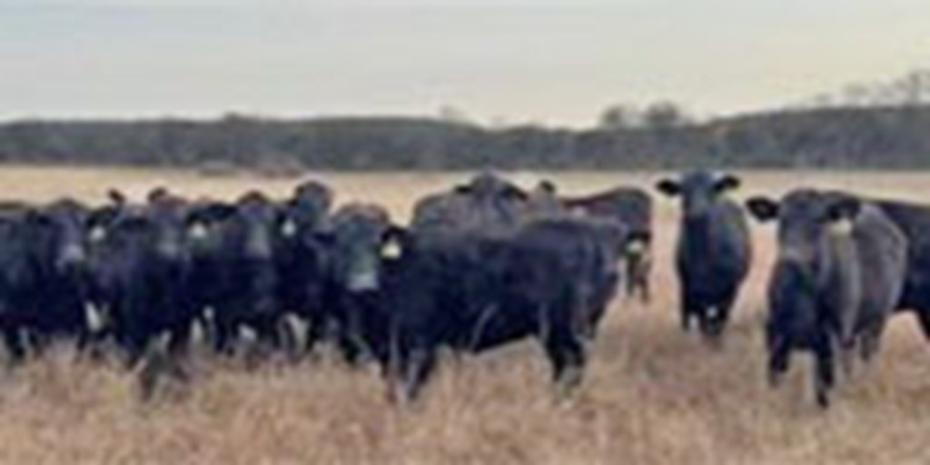 26 Brangus Rep. Heifers... Central TX