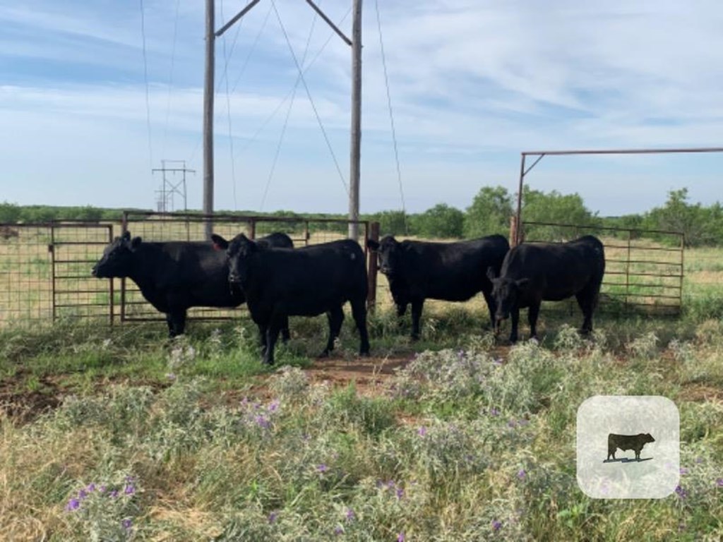 Cattle Range Listing Photo