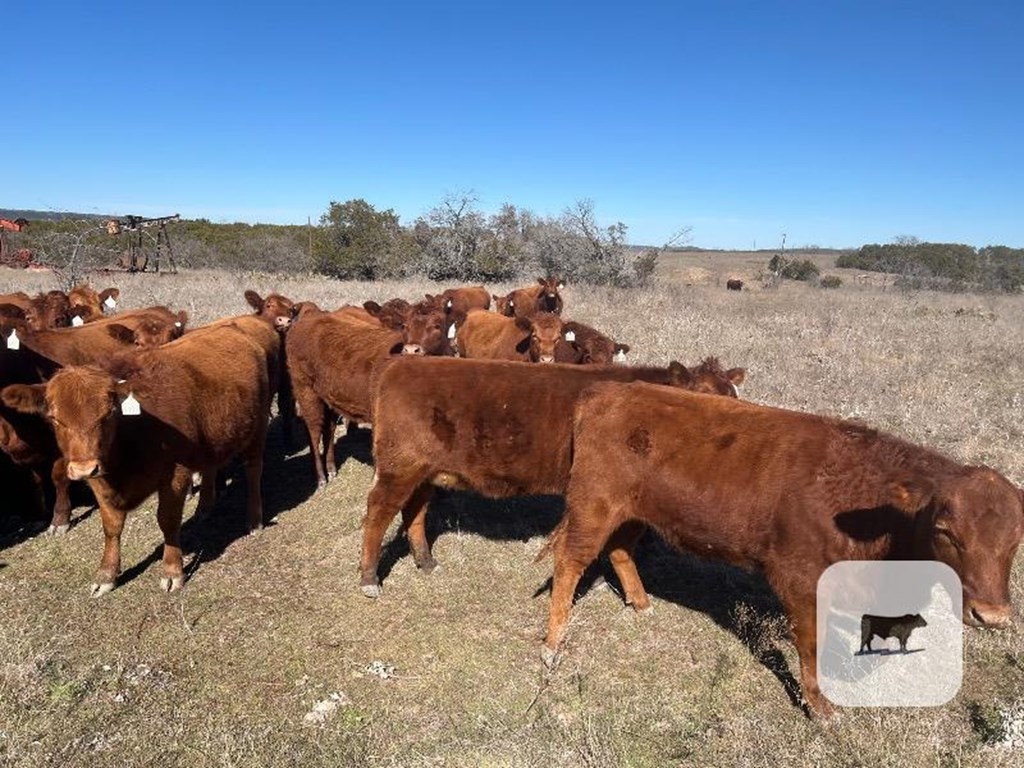 Cattle Range Listing Photo