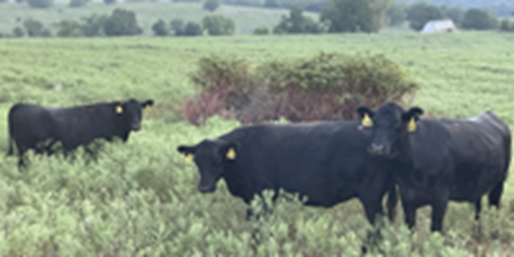 43 Angus & Black Baldy Cows... Southwest MO