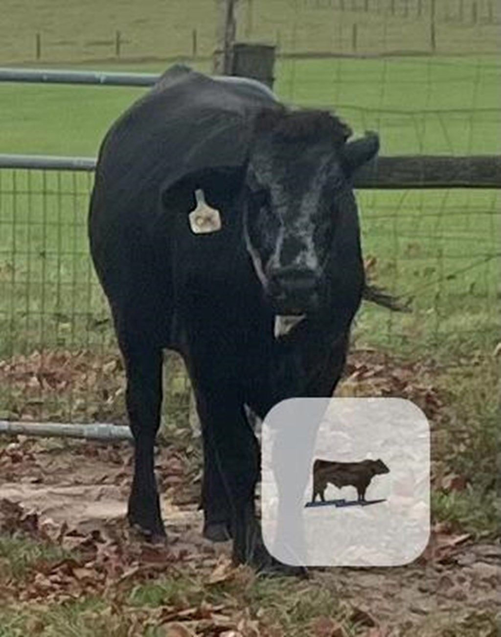 Cattle Range Listing Photo