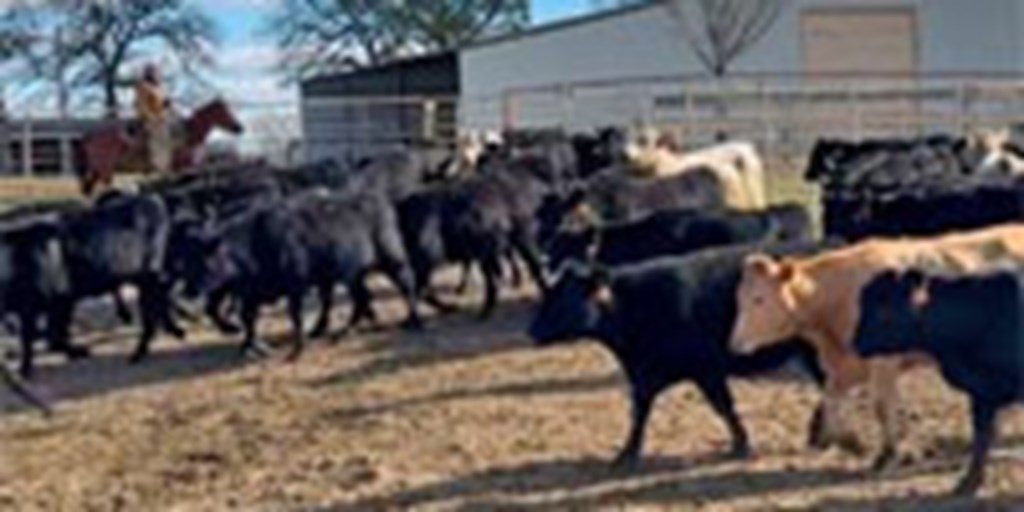 54 Angus & Charolais Cross Bred Heifers... S. Central OK