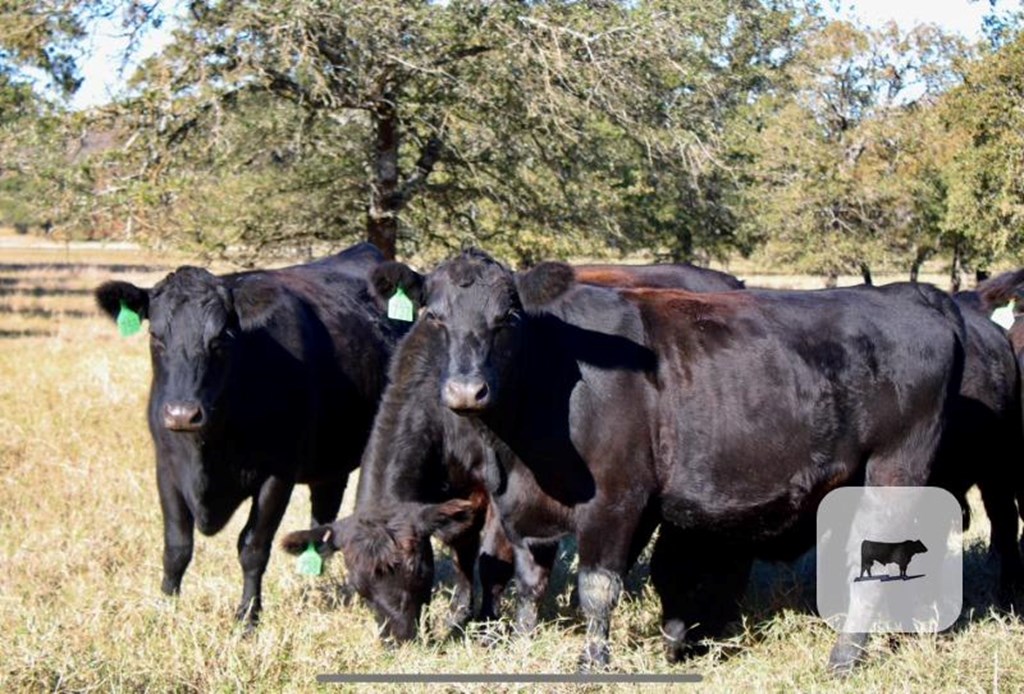 Cattle Range Listing Photo