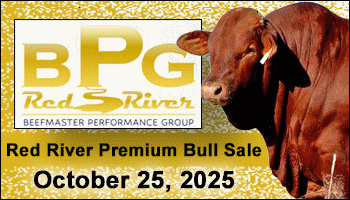 Red River Premium Bull Sale