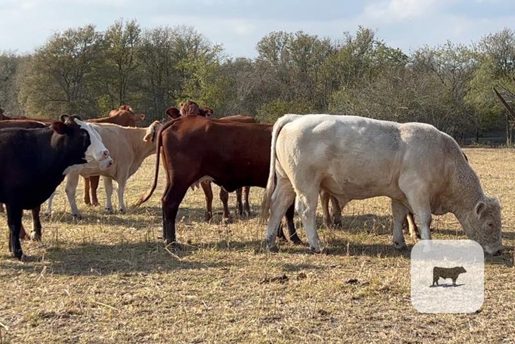 Cattle Range Listing Photo