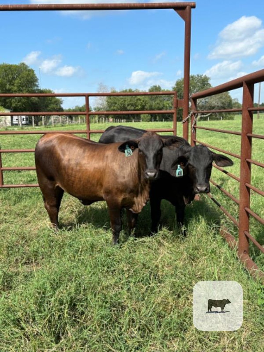 Cattle Range Listing Photo