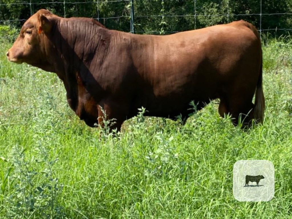 Cattle Range Listing Photo