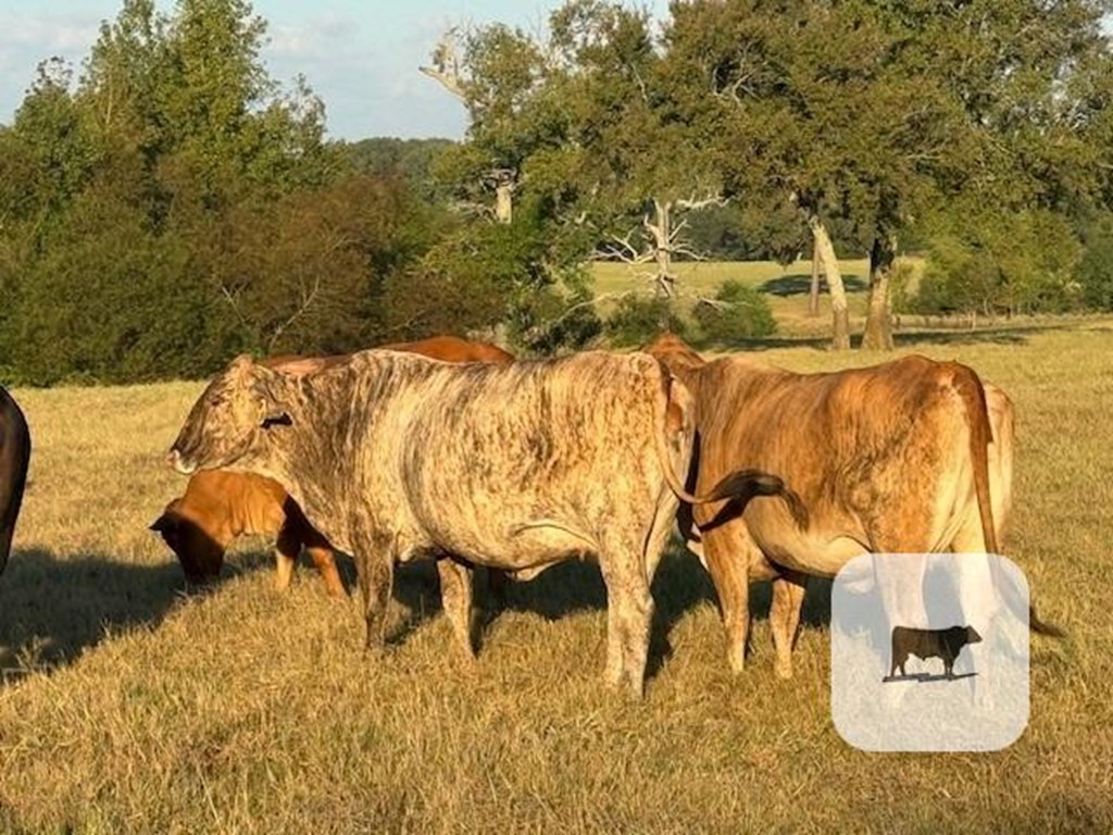 Cattle Range Listing Photo