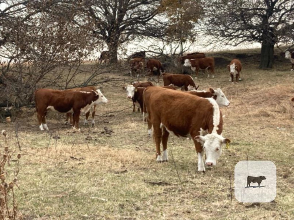 Cattle Range Listing Photo