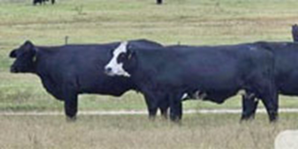 65 Angus & BWF Cows w/ 24+ Calves... N. Central TX