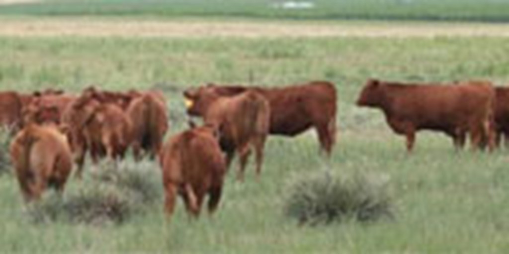 90 Red Angus Bred Heifers... Northwest NE