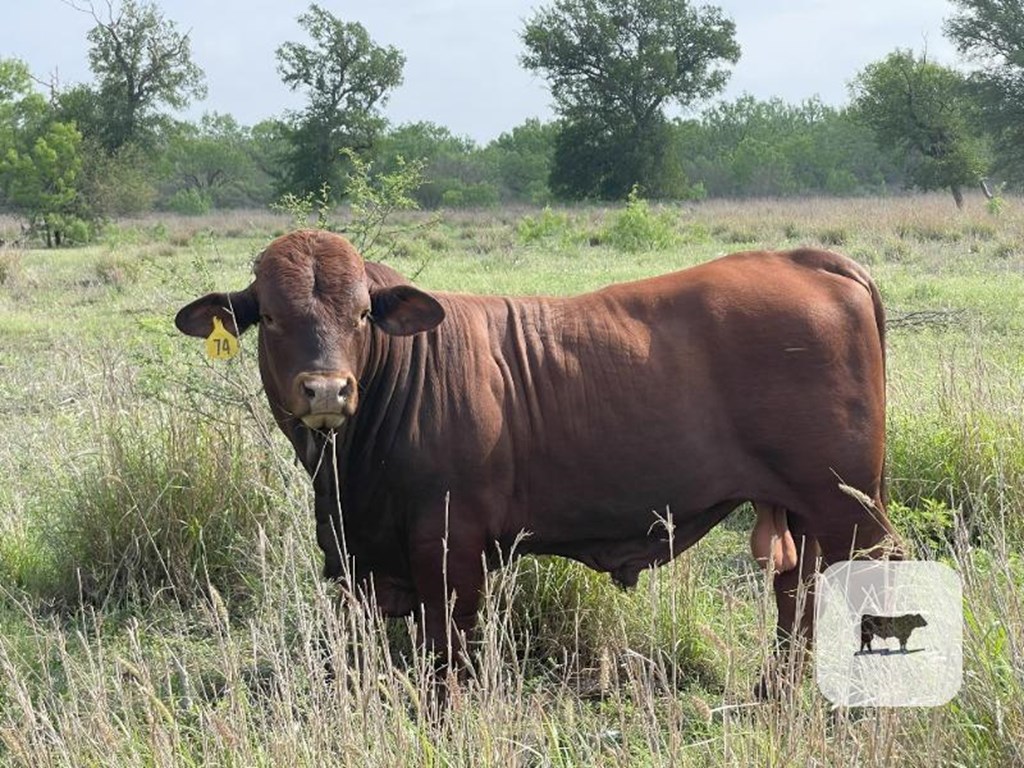 Cattle Range Listing Photo