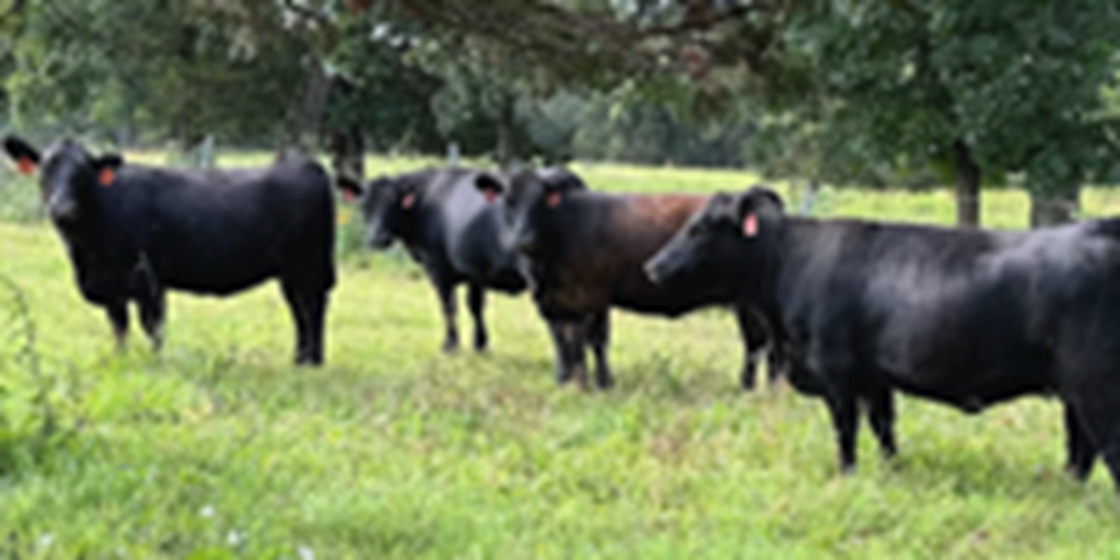 25 Reg. Angus Bred Heifers... Central AR