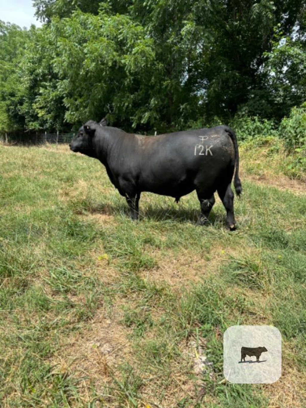 Cattle Range Listing Photo