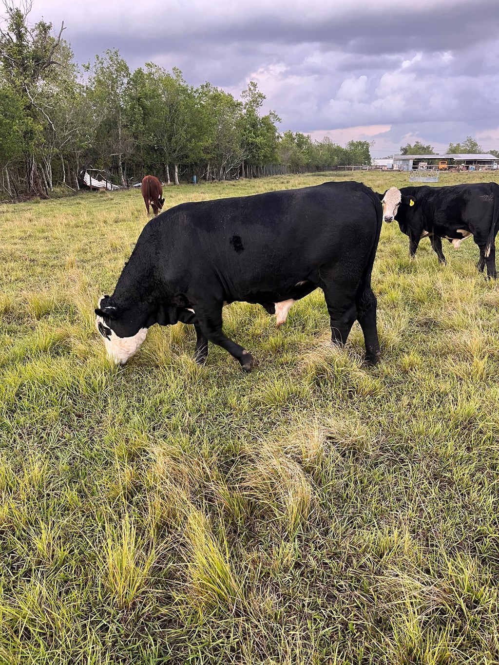 Cattle Range Listing Photo