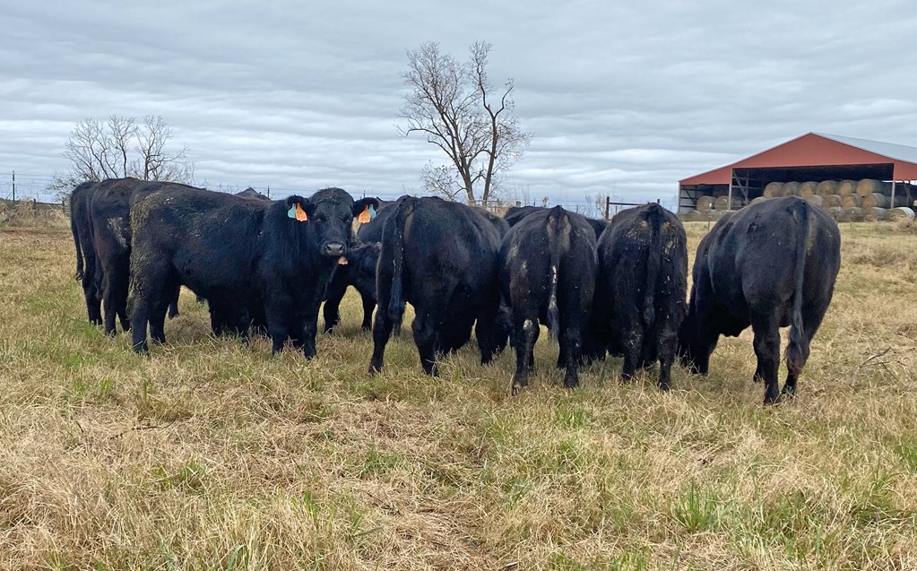 Cattle Range Listing Photo