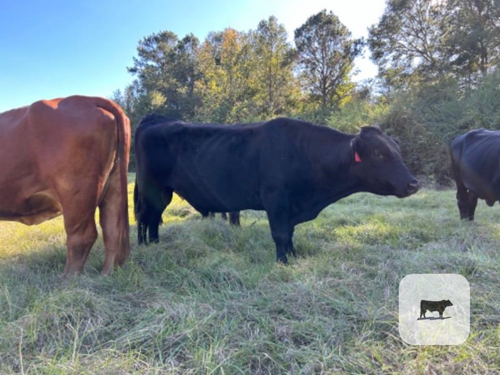 Cattle Range Listing Photo