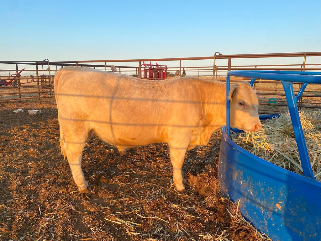 Cattle Range Listing Photo