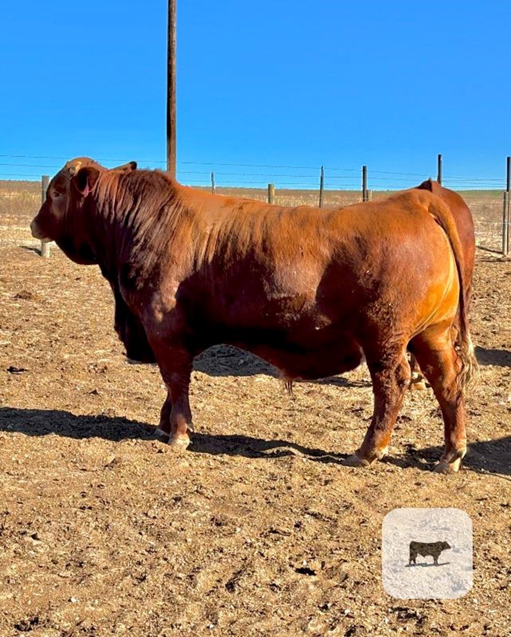 Cattle Range Listing Photo