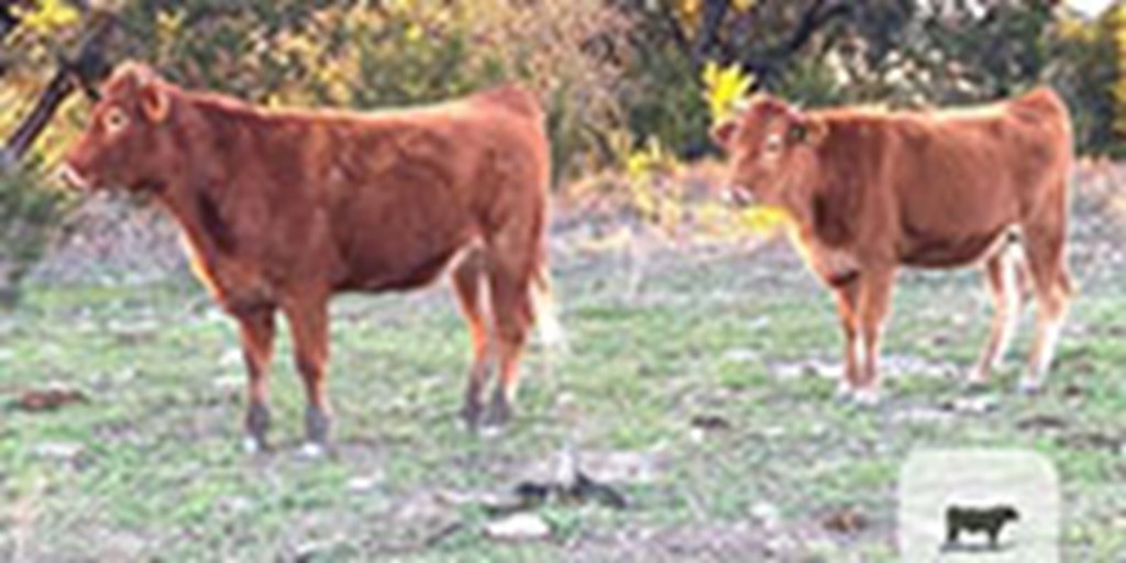 2 Reg. Akaushi Bred Heifers... N. Central TX