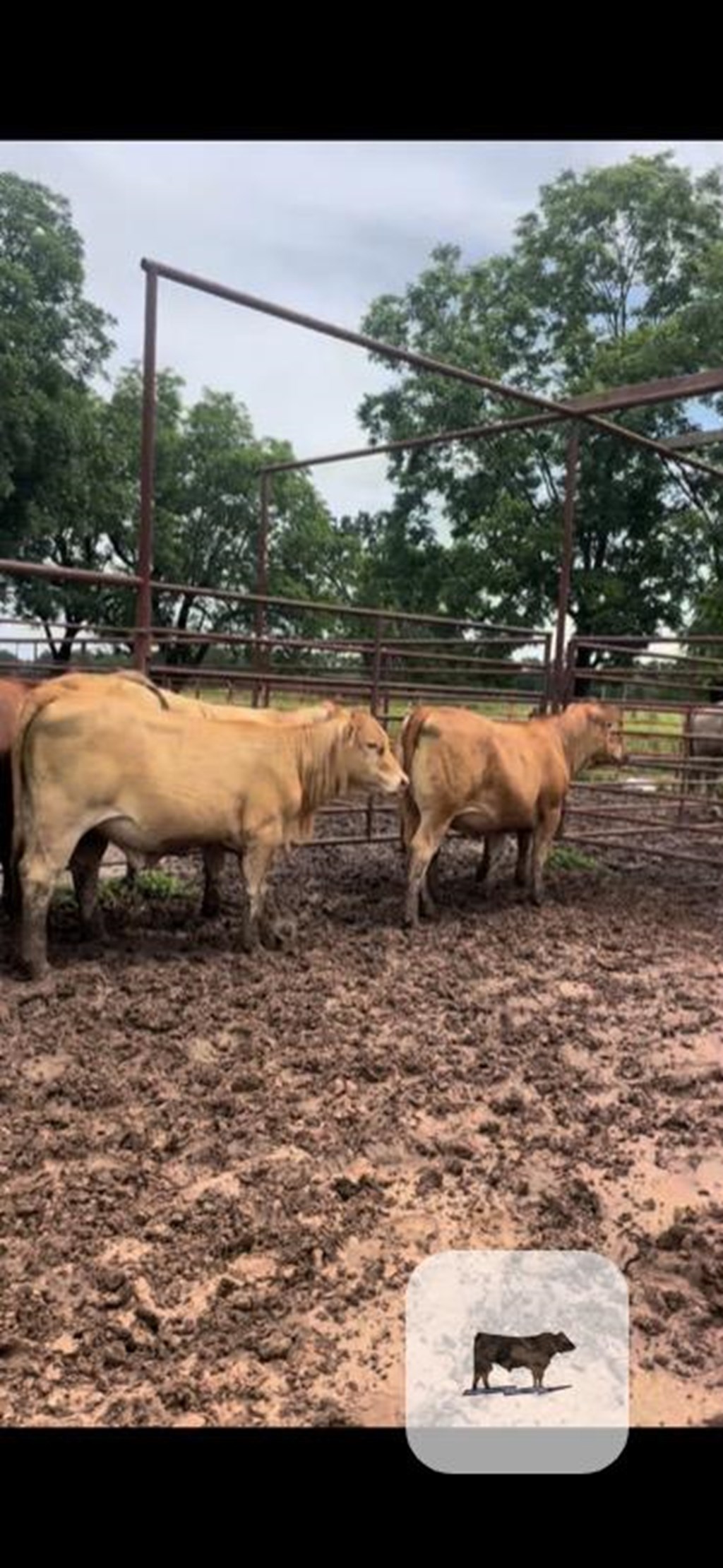 Cattle Range Listing Photo