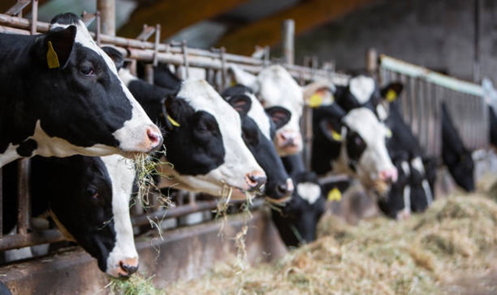 September Dairy Cow Slaughter the lowest since 2007