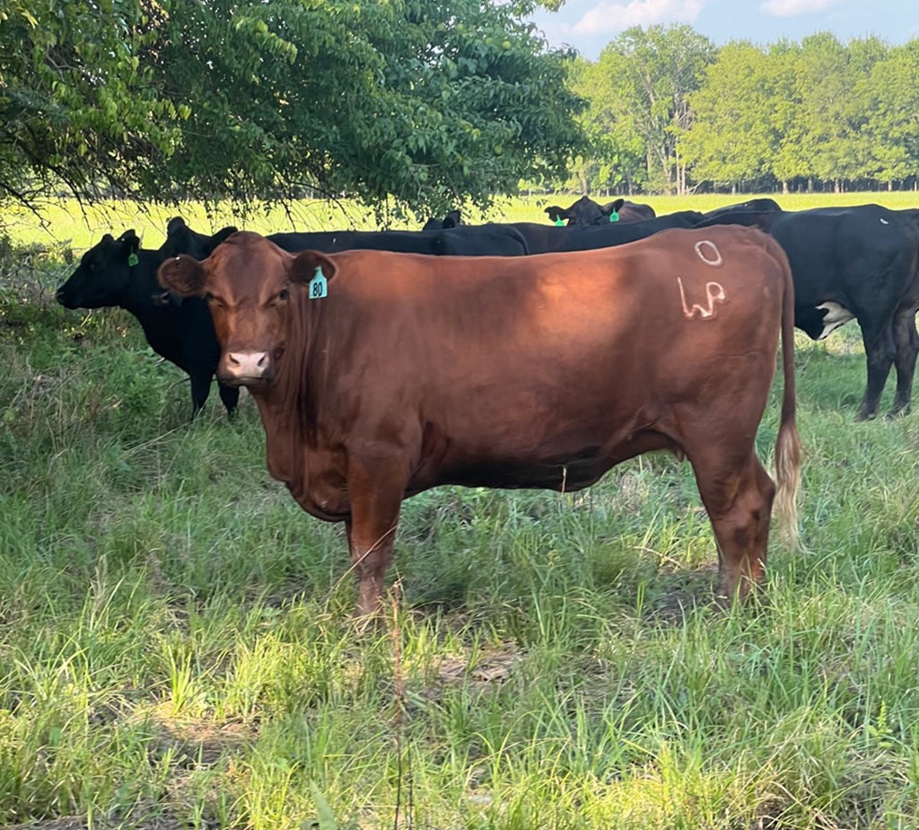 Cattle Range Listing Photo