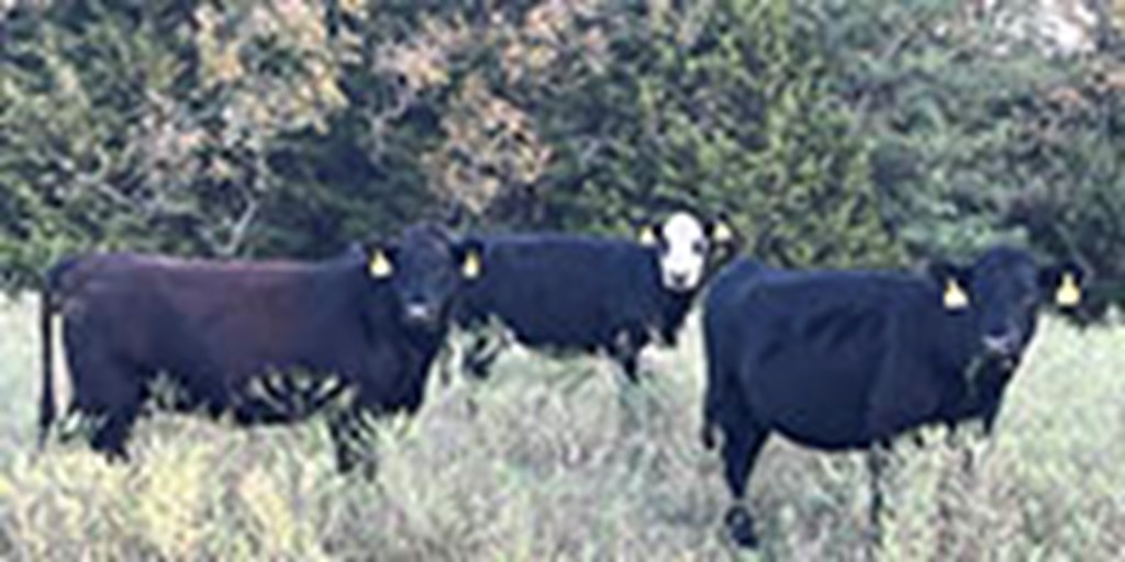 42 Angus & BMF Cows... Southwest MO