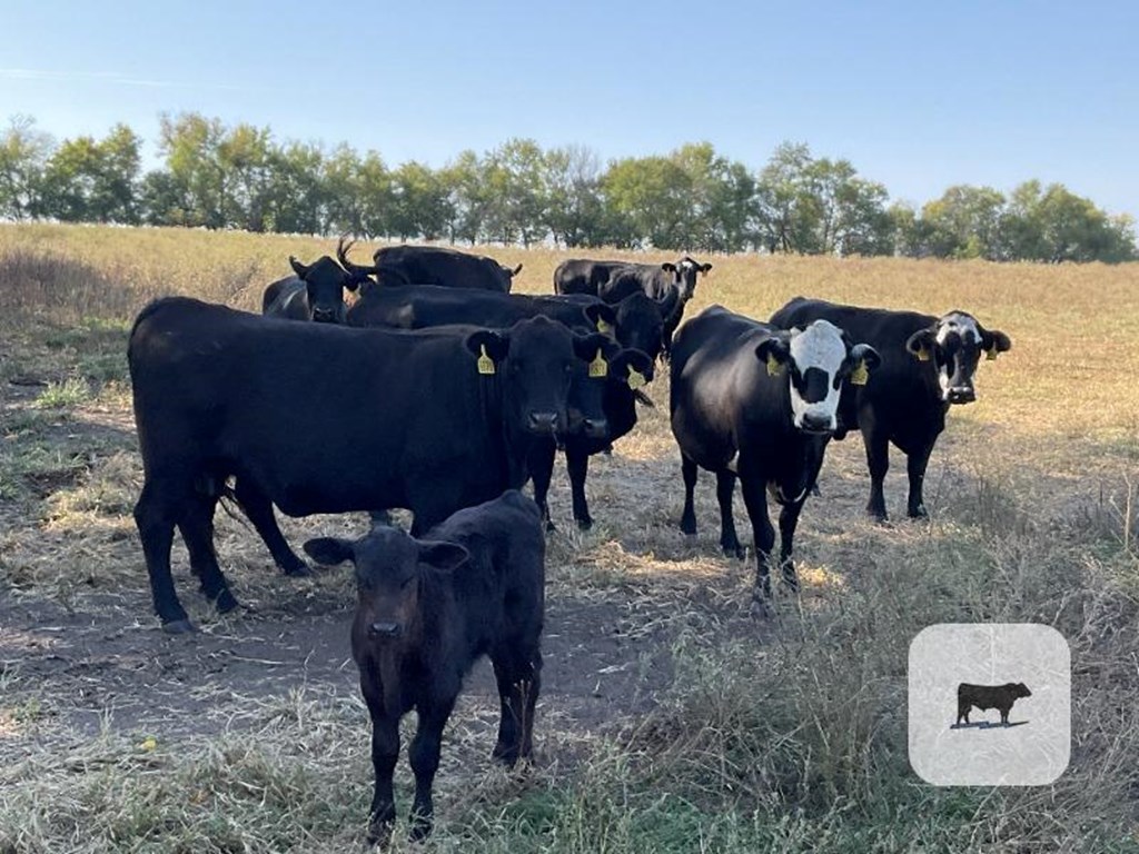 Cattle Range Listing Photo