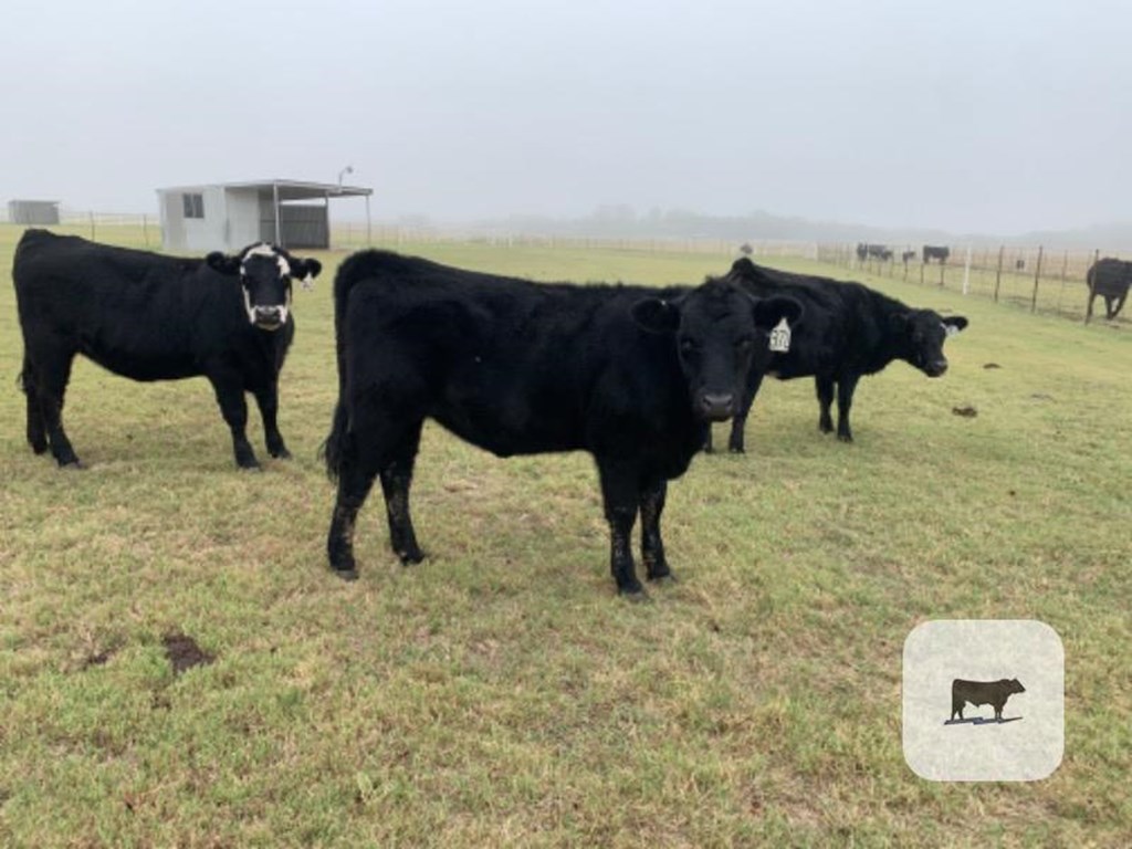 Cattle Range Listing Photo