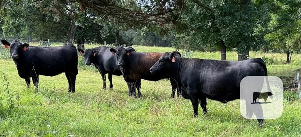 Cattle Range Listing Photo