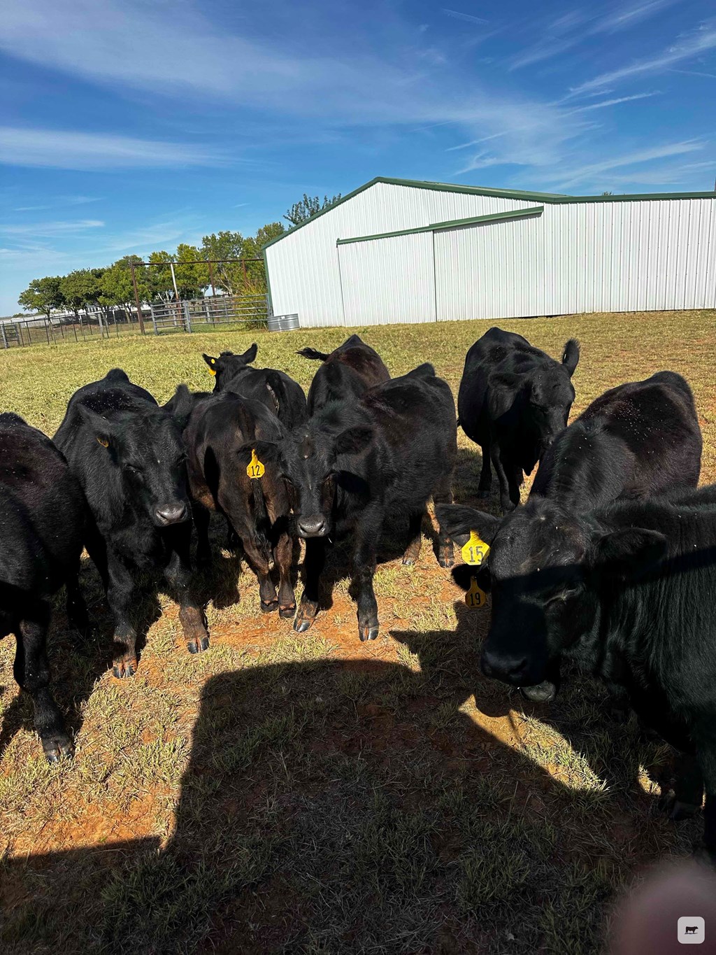 Cattle Range Listing Photo