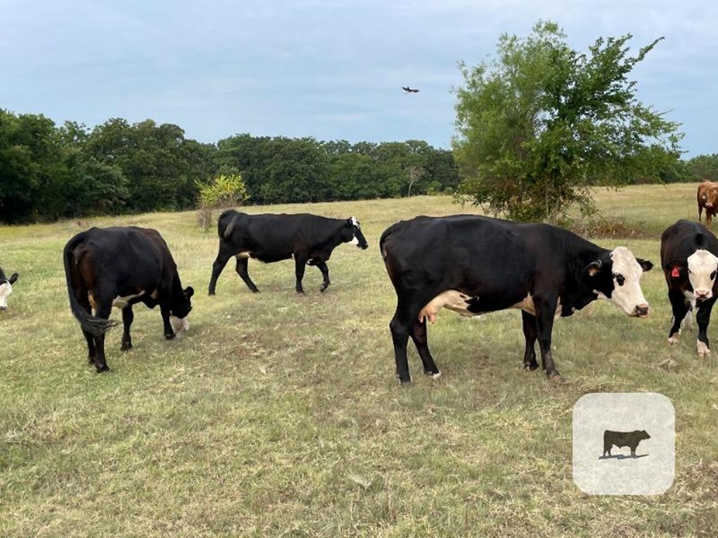 Cattle Range Listing Photo