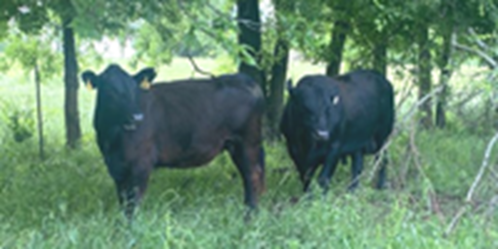 120	Angus & Crossbred Cows w/ 75+ Calves... Northeast TX