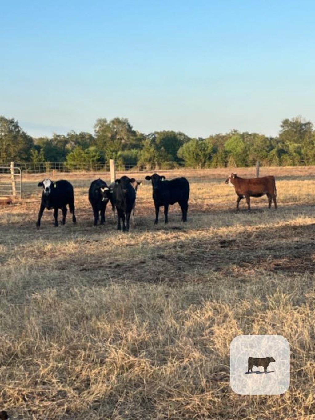 Cattle Range Listing Photo