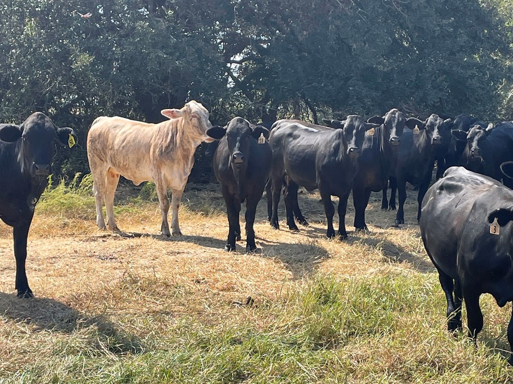 Cattle Range Listing Photo