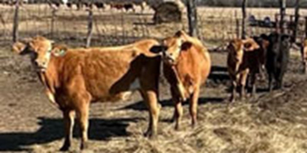 12 Red Wagyu Feeder Steers... Northeast TX