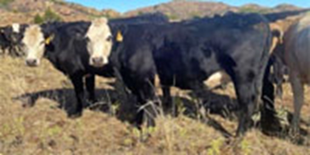 49 Angus 2nd-Calf Cows... Southwest OK