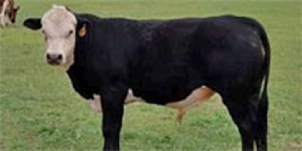 1 Angus Baldy Bull... N. Central TX