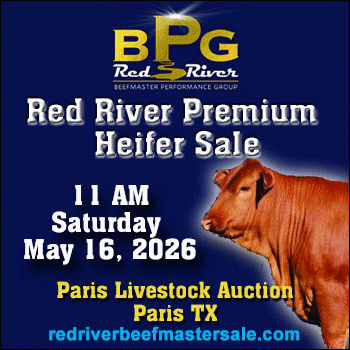 Red River Beefmaster Performance Group Premium Heifer Sale