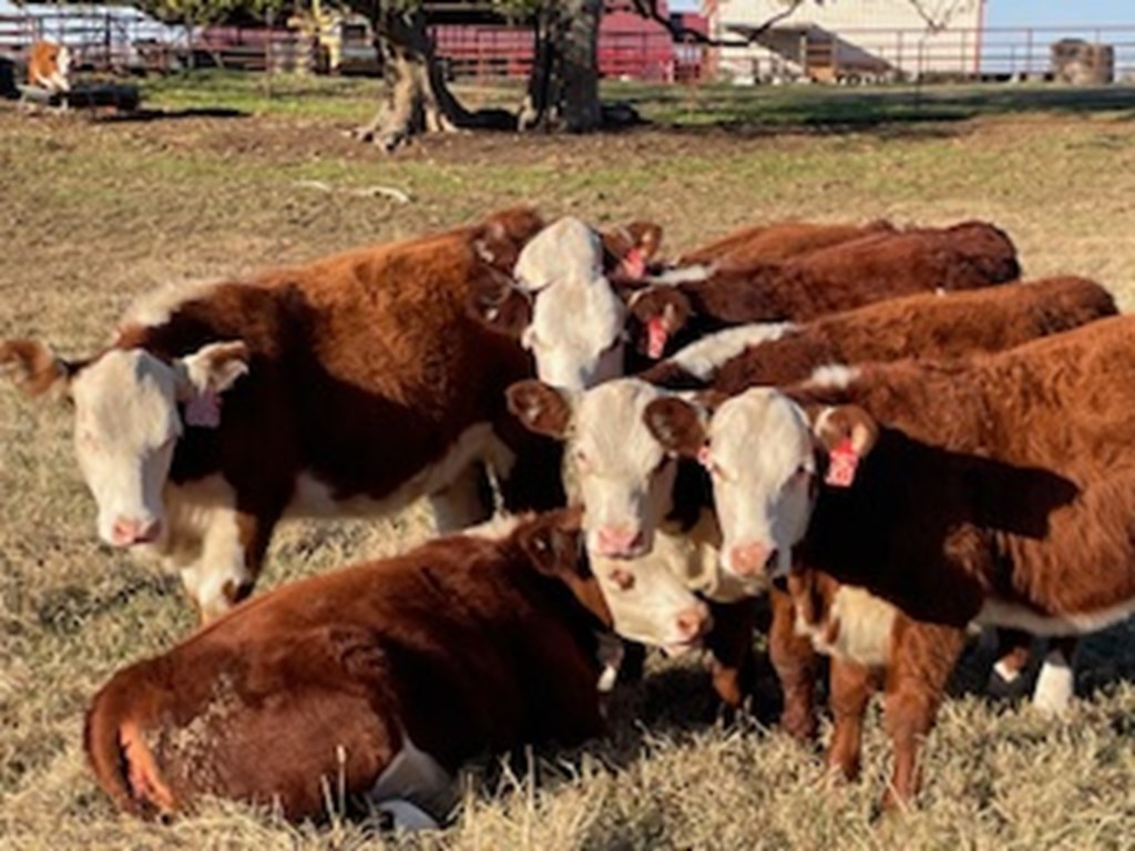 Cattle Range Listing Photo