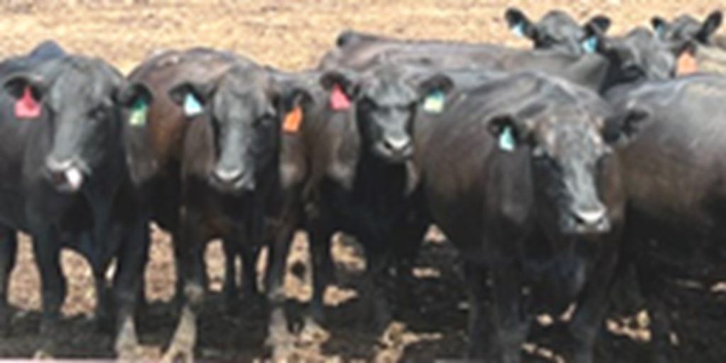 25 Angus Cross Cows... Northwest KS