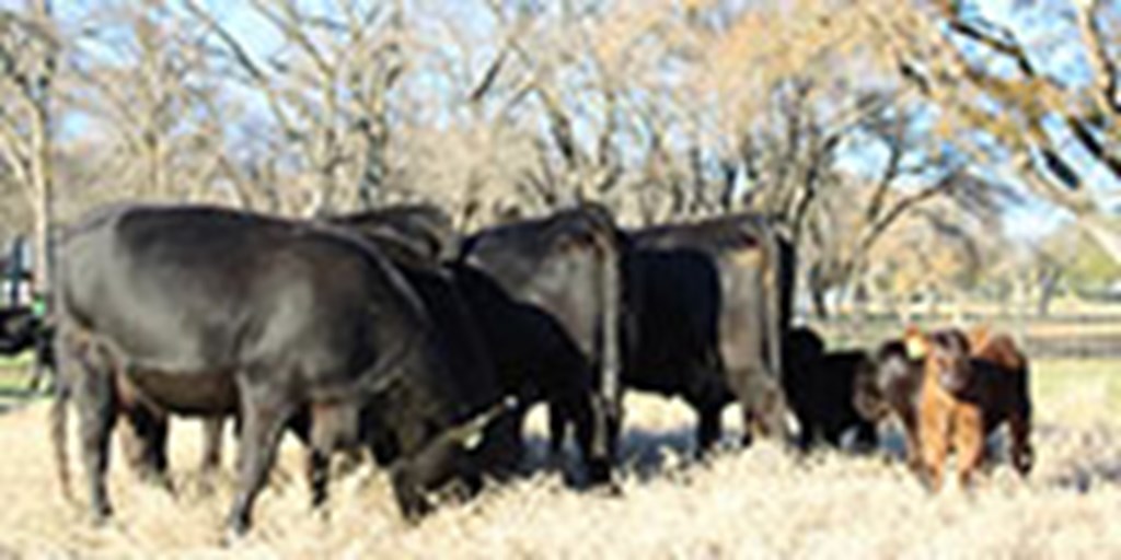 5 Angus 1st-Calf Pairs... Central TX