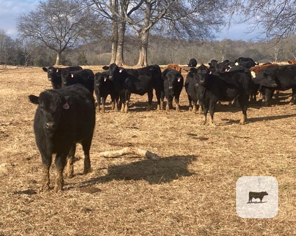 Cattle Range Listing Photo