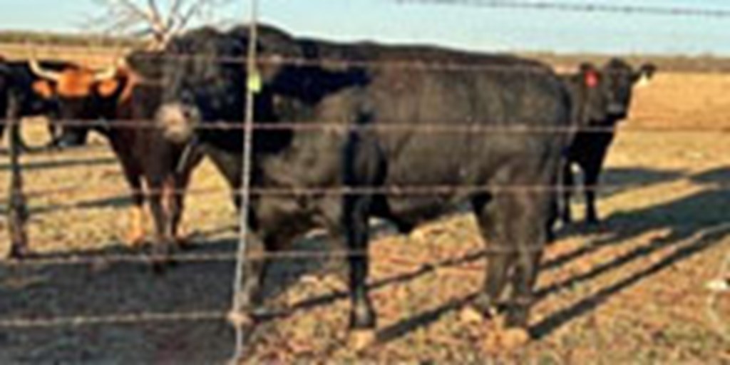 4 Reg. Angus & Hereford Bulls...  N. Central TX