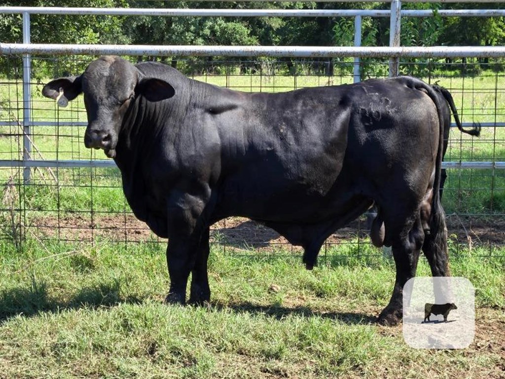 Cattle Range Listing Photo