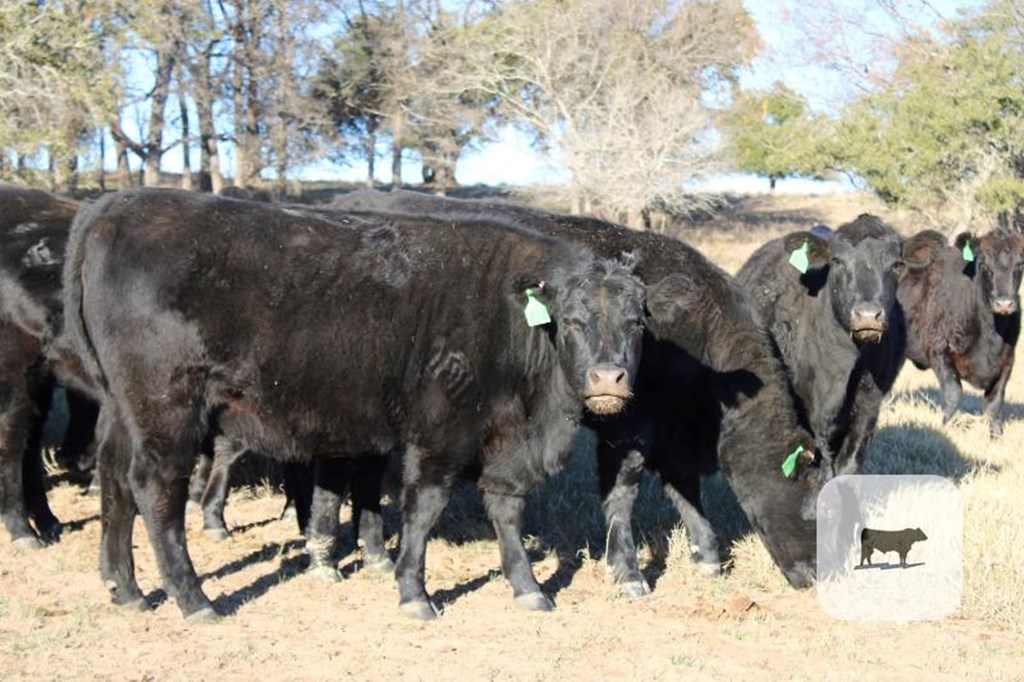 Cattle Range Listing Photo