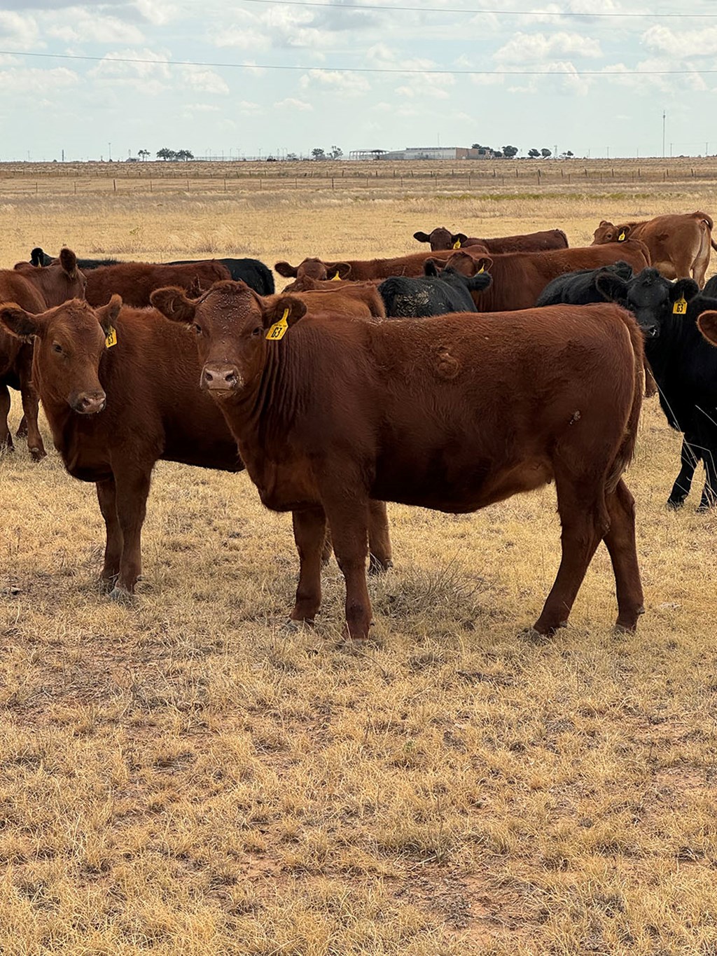 Cattle Range Listing Photo