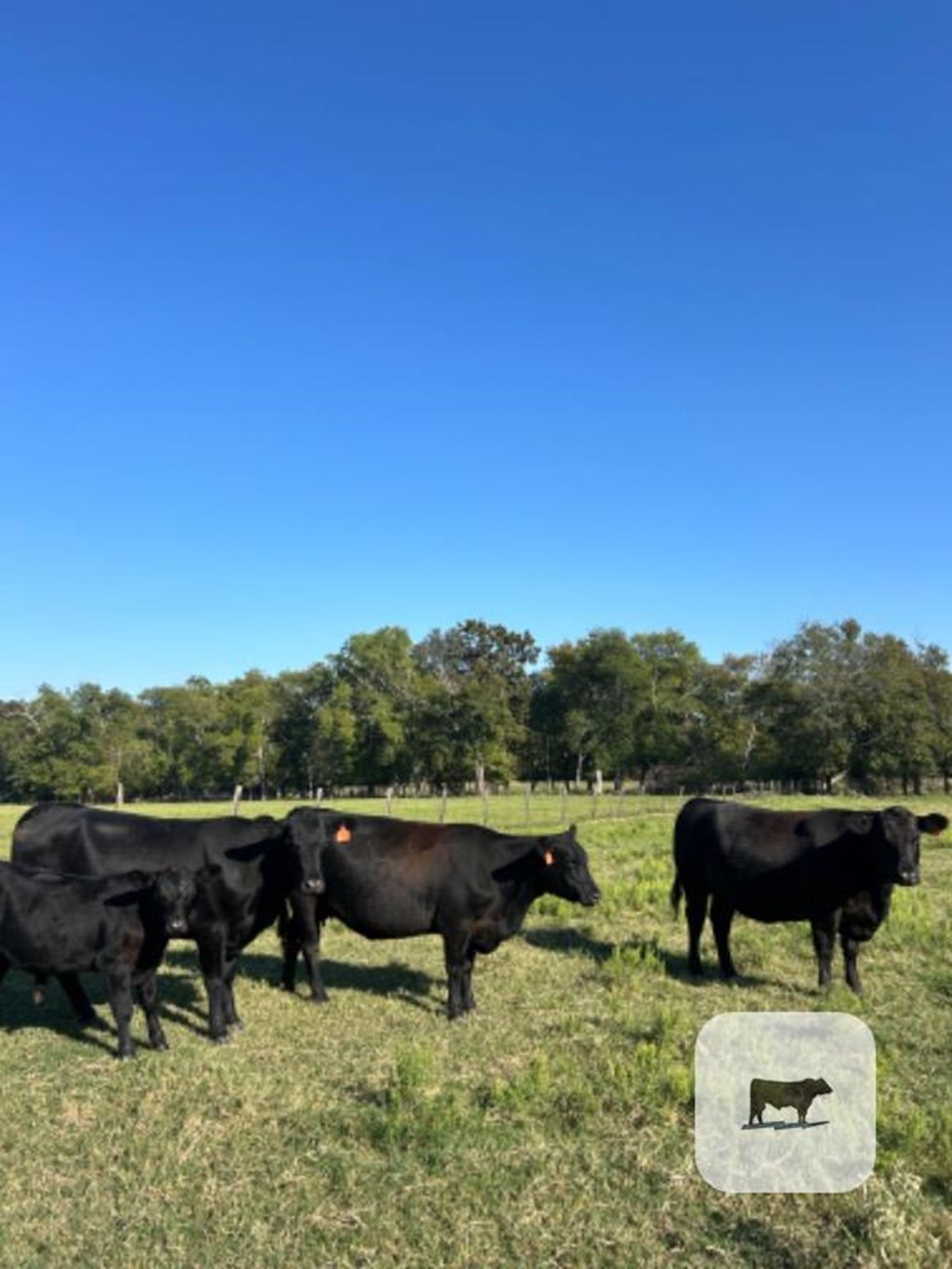 Cattle Range Listing Photo