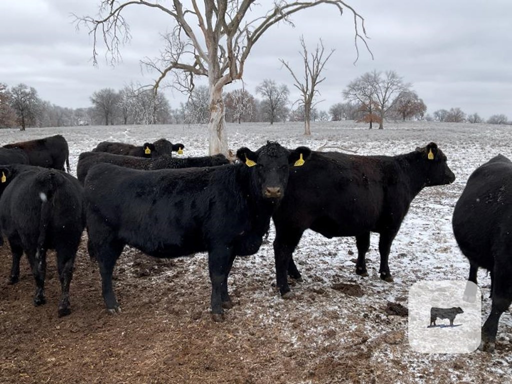 Cattle Range Listing Photo